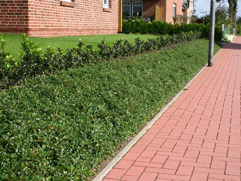 Cotoneaster horizontalis
