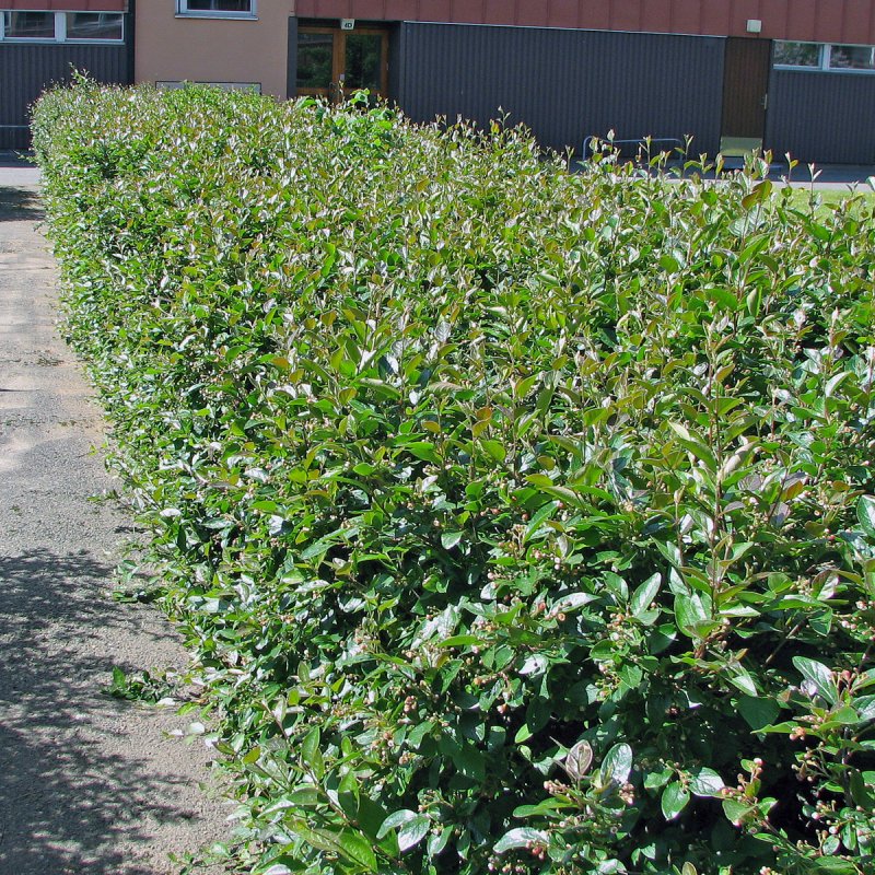 Cotoneaster salicifolius Gnom