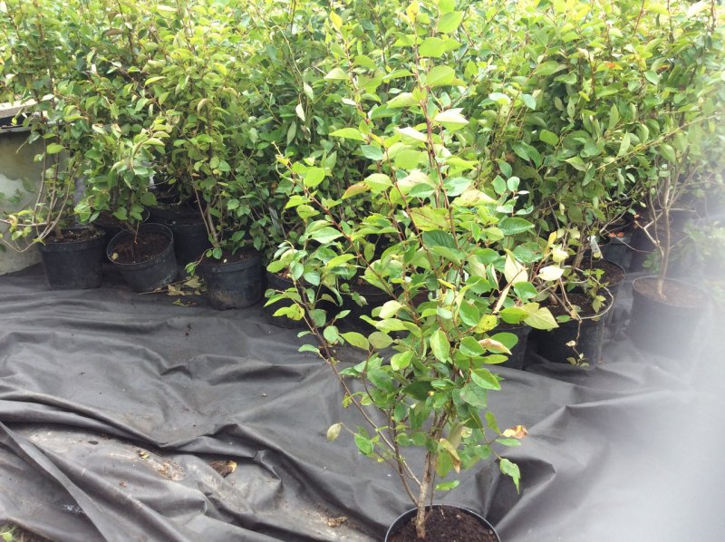 Кизильник Cotoneaster lucidus