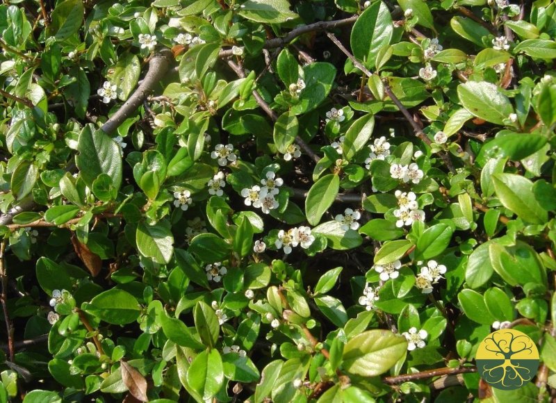 Кизильник Цабеля