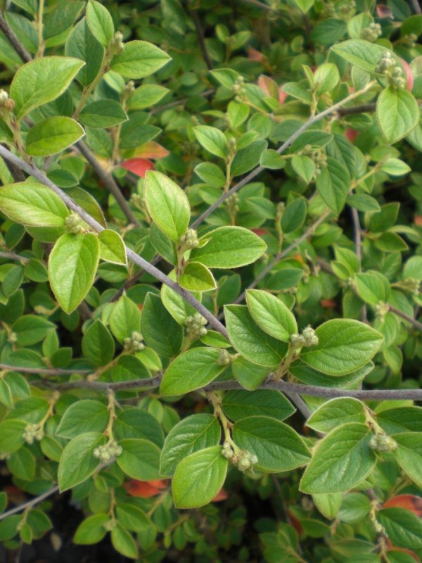 Cotoneaster franchetii bois
