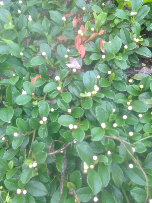 Dunbar's close Garden