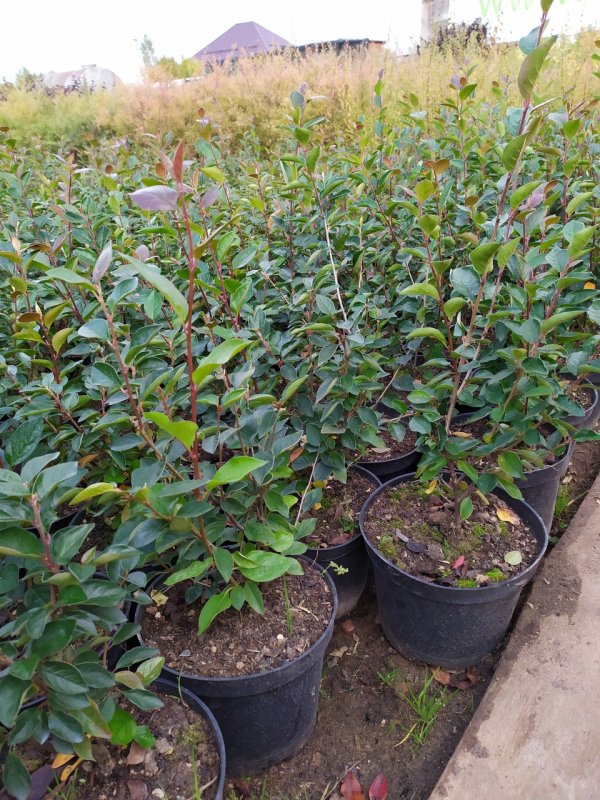 Кизильник блестящий Cotoneaster lucidus