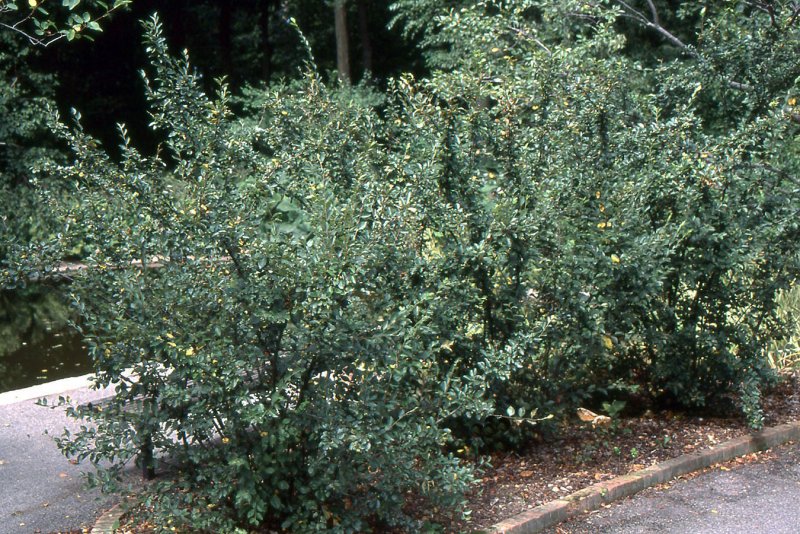 Cotoneaster lucidus изгородь