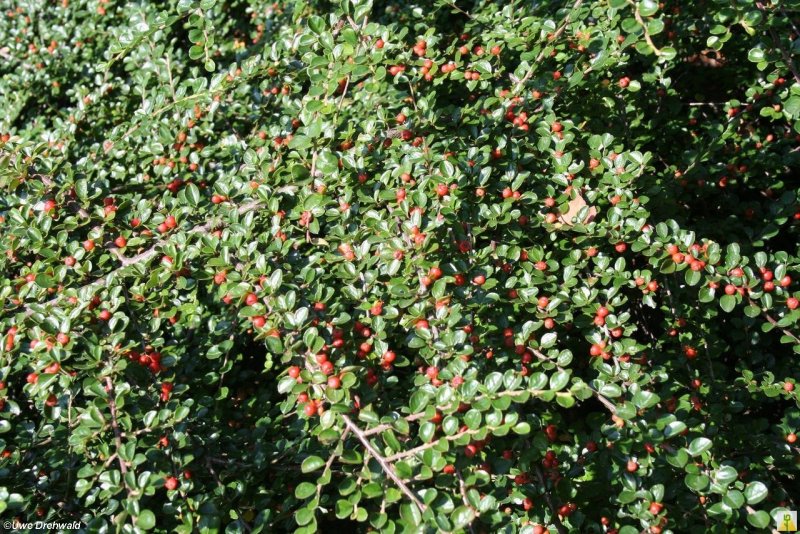 Carpinus betulus изгородь