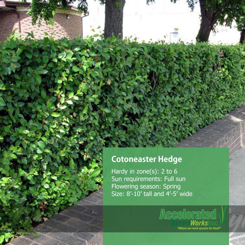 Кизильник — Cotoneaster: