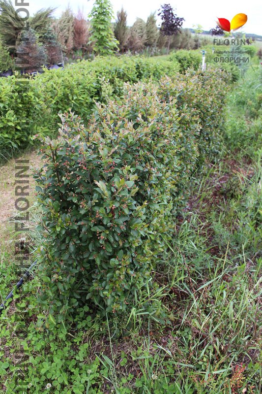 Кизильник блестящий "Cotoneaster"