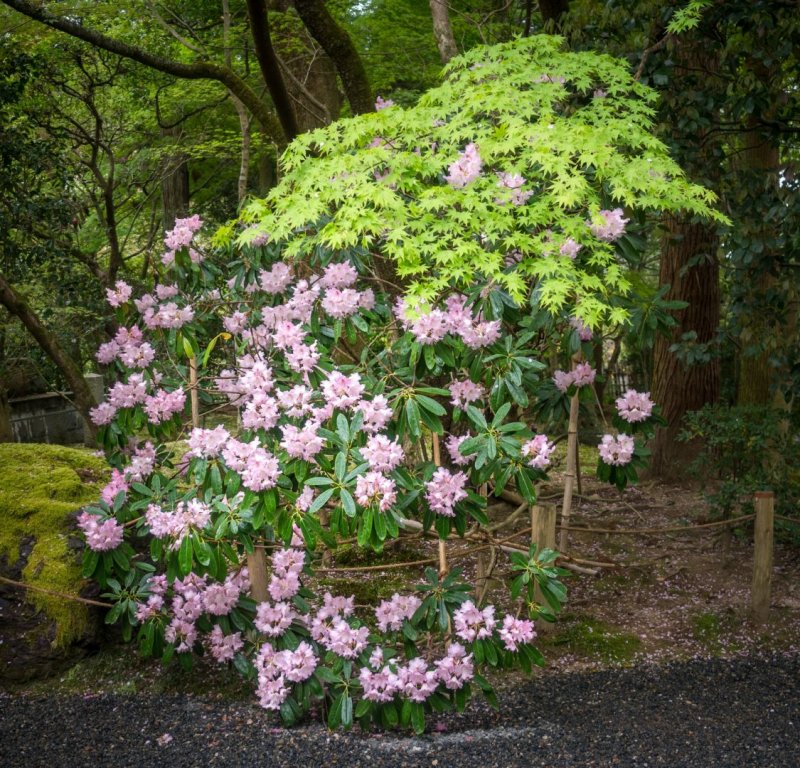 Rhododendron dilatatum