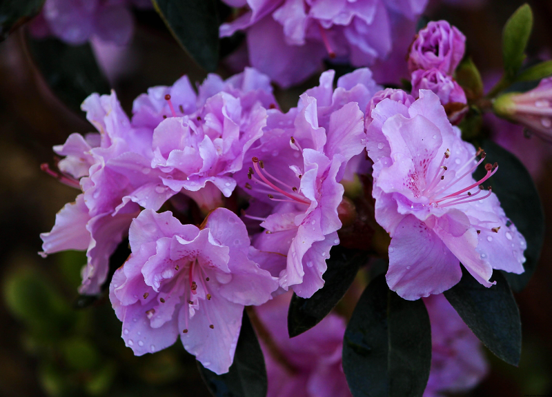 Rhododendron mucronulatum