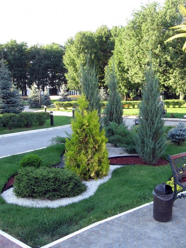 Туи кипарисы хвойные ландшафтный