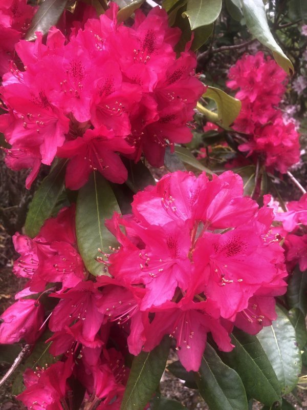 Рододендрон красный