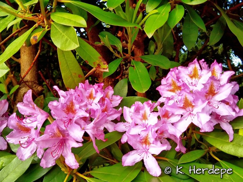 Rhododendron Eskimo