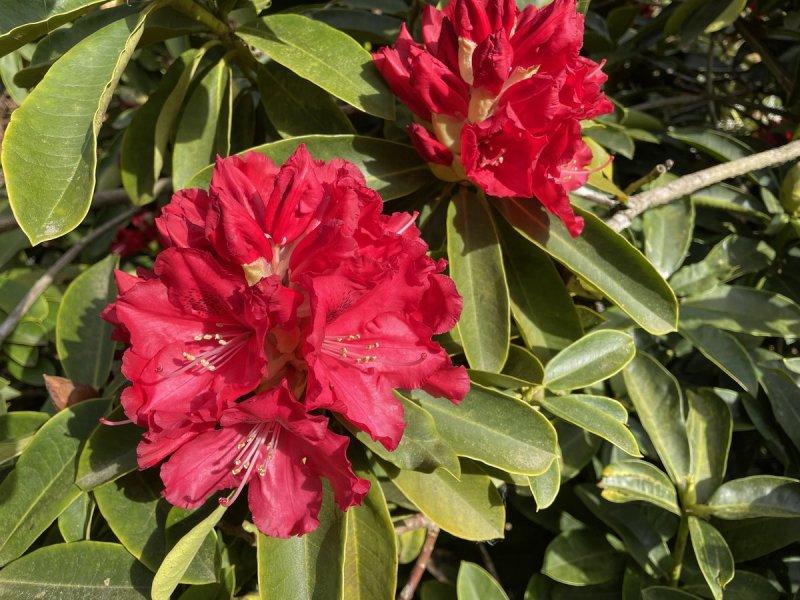 Rhododendron Cecile
