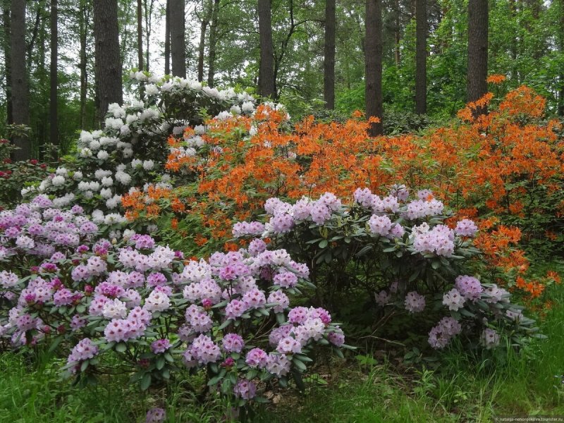 Рододендрон канадский белый