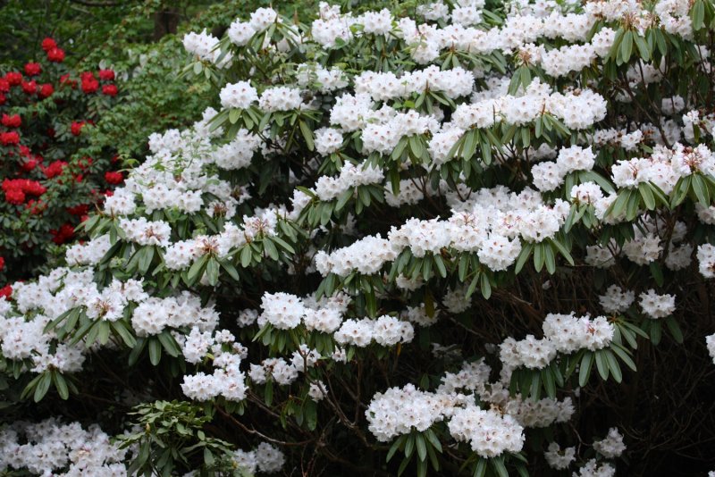 Rhododendron Eskimo