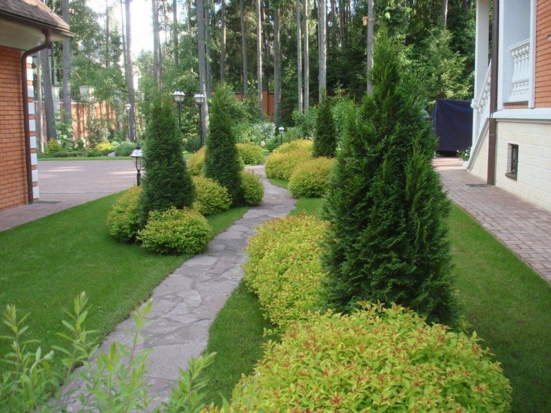 Кохия веничная летний Кипарис