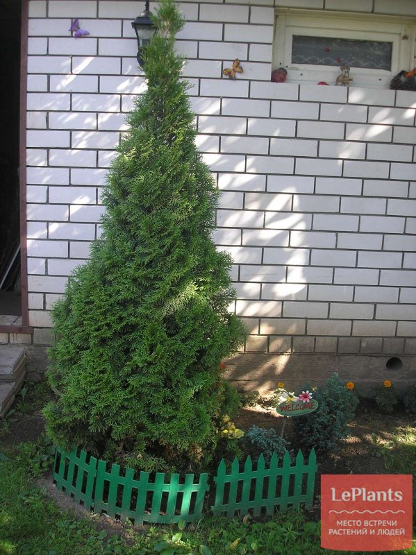Туя Даника изгородь