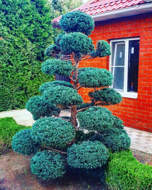 Кипарисовик горохоплодный