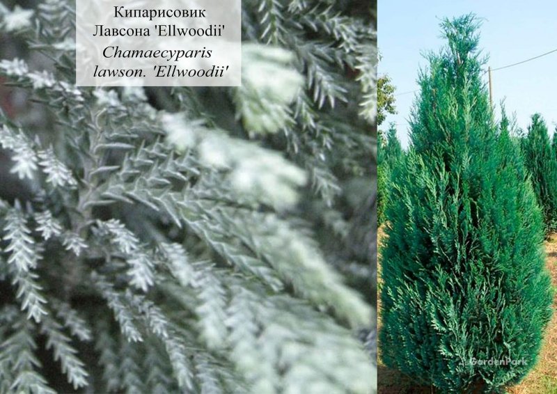 Кипарисовик Лавсона побег