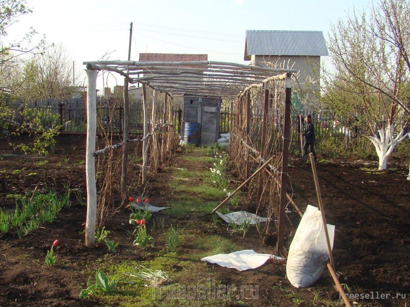 Самодельные шпалеры для винограда