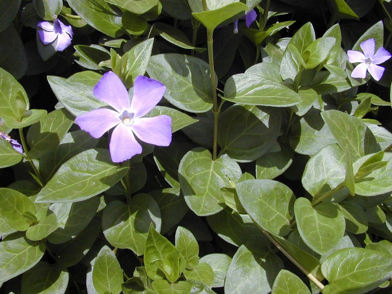 Барвинок малый 'Argenteovariegata'