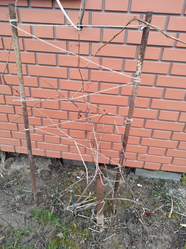 Простая шпалера для винограда