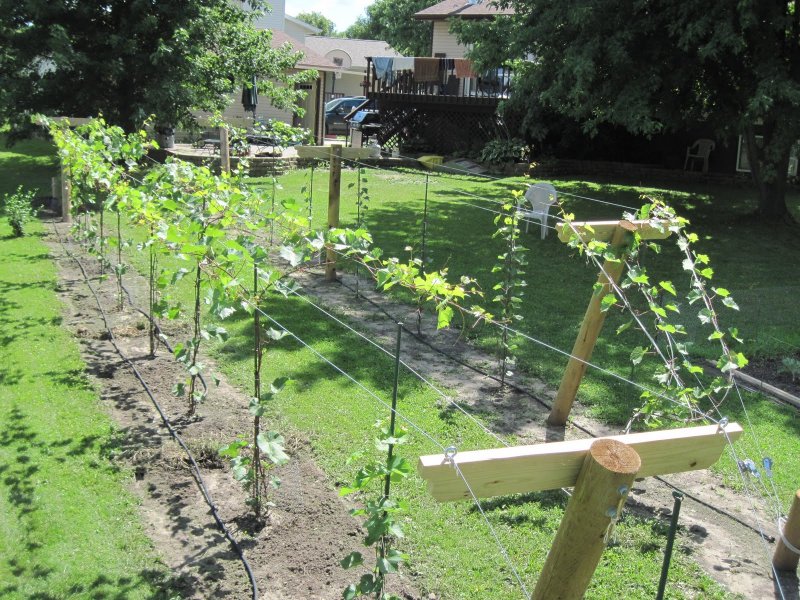 Grape Trellis