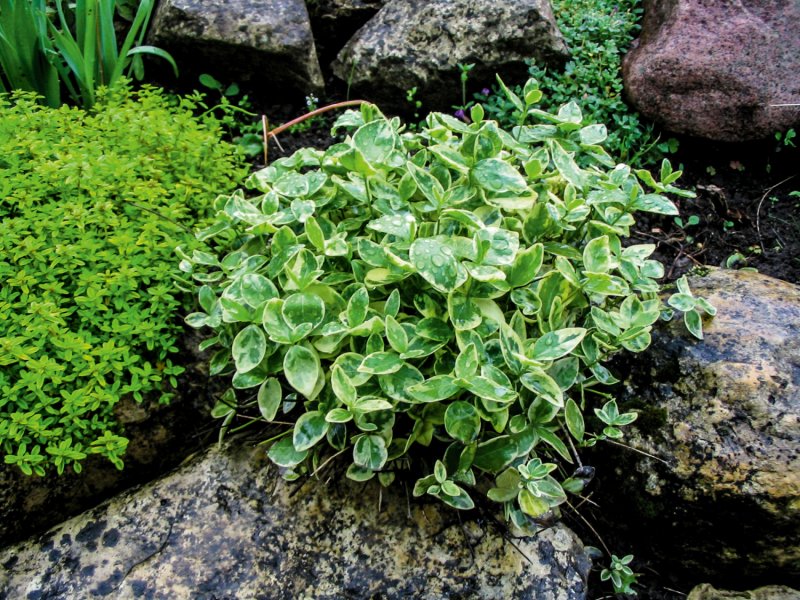 Барвинок большой variegata