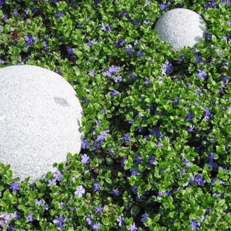 Пахизандра верхушечная Pachysandra terminalis Green Carpet