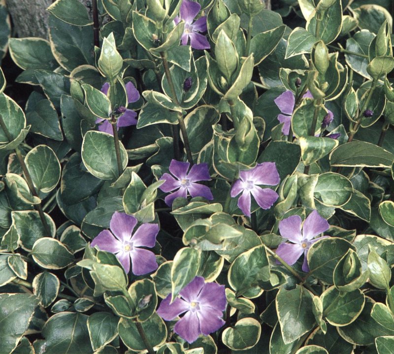 Колокольчик гарганский "Dickson's Gold" (Campanula garganica)