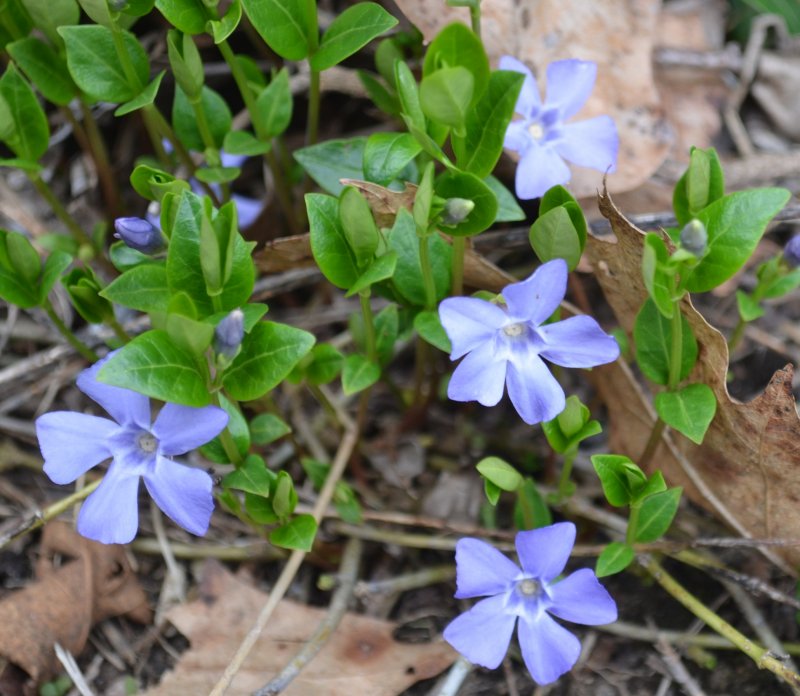 Vinca Minor Atropurpurea