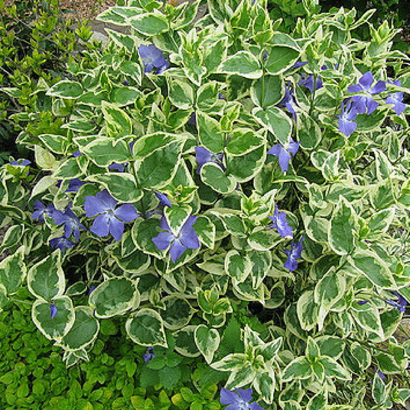 Vinca Minor 'Aureomarginata'