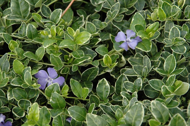 Барвинок малый (Vinca Minor)