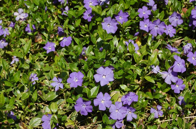 Барвинок (Vinca)