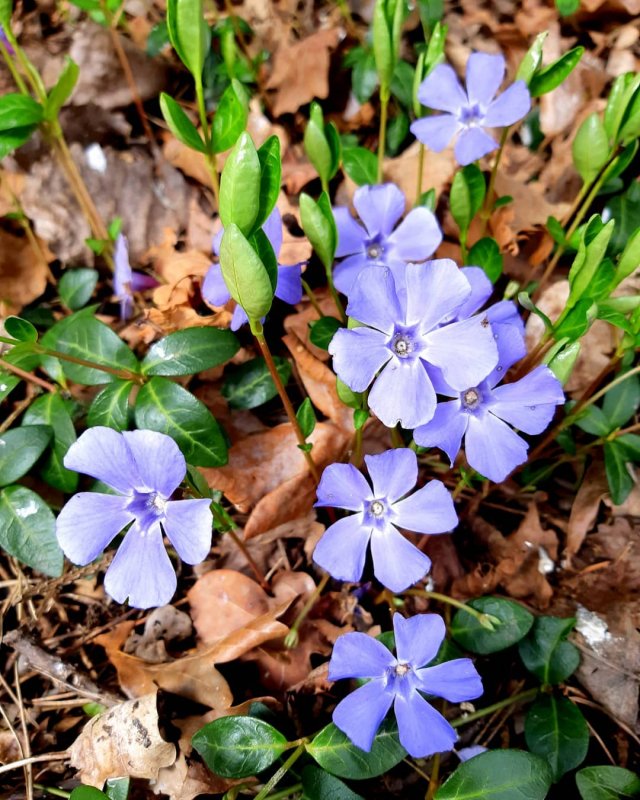 Барвинок малый Иллюминейшн Vinca Minor illumination