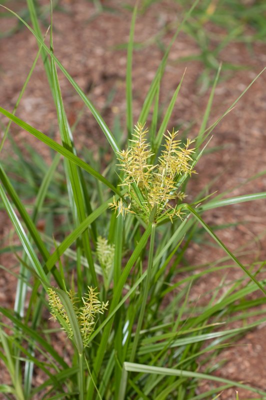 Cyperaceae Осоковые