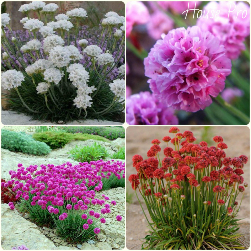 Thrift Flower