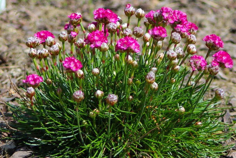 Армерия (Armeria)