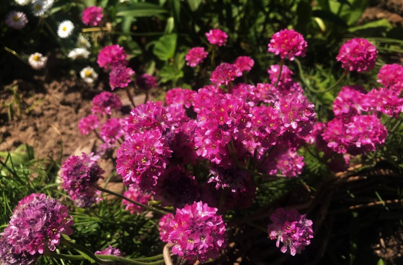 Армерия ложноармерия Ballerina Purple Rose