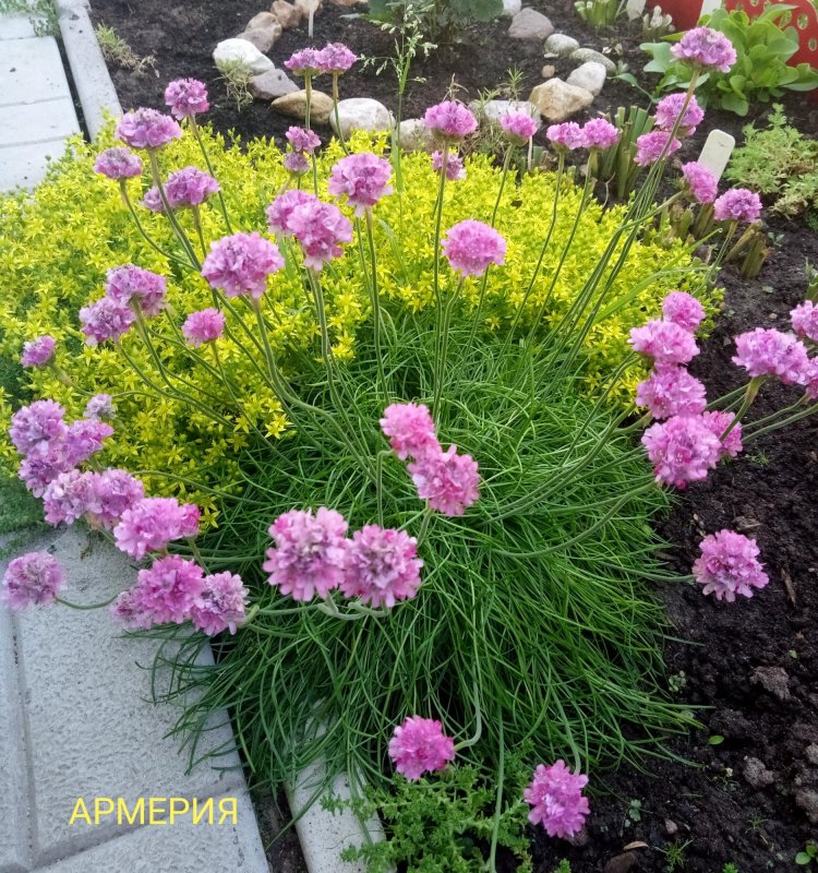 Армерия maritima Alba