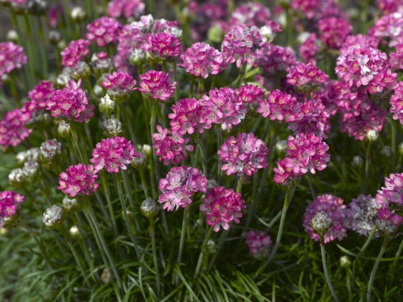 Армерия Альпийская (Armeria Alpina)