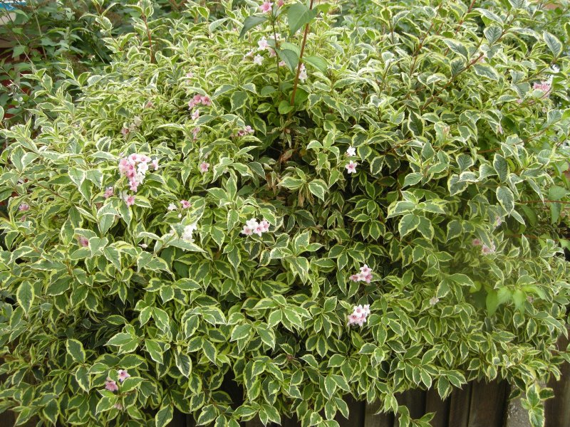 Вейгела Nana variegata