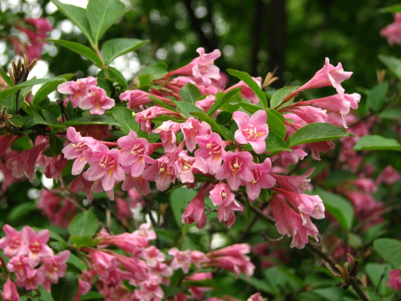 Вейгела Nana purpurea