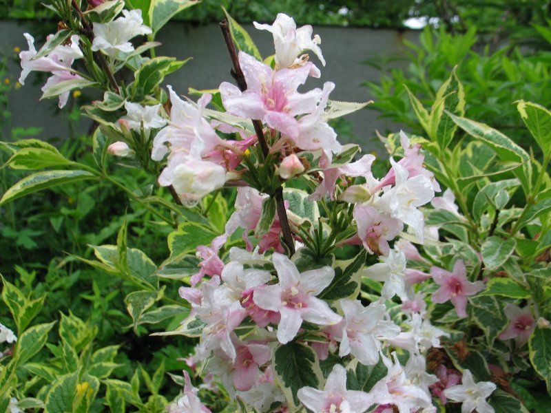 Вейгела foliis purpureis