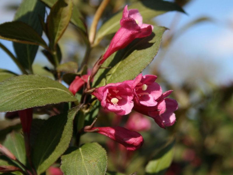 Вейгела Цветущая (Weigela Florida)