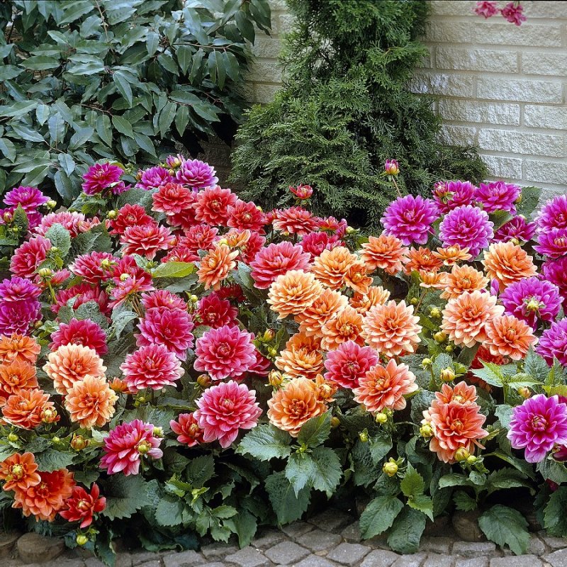 Георгины Dahlia Mix