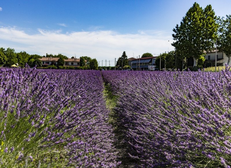 Бетта Лаванда (Lavender):