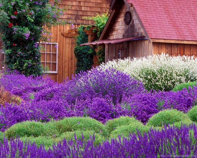 Lavandula angustifolia Hidcote