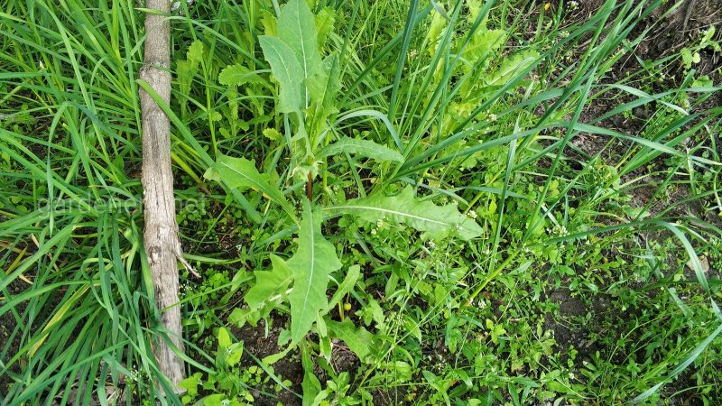 Мятлик однолетний (POA annua l.)