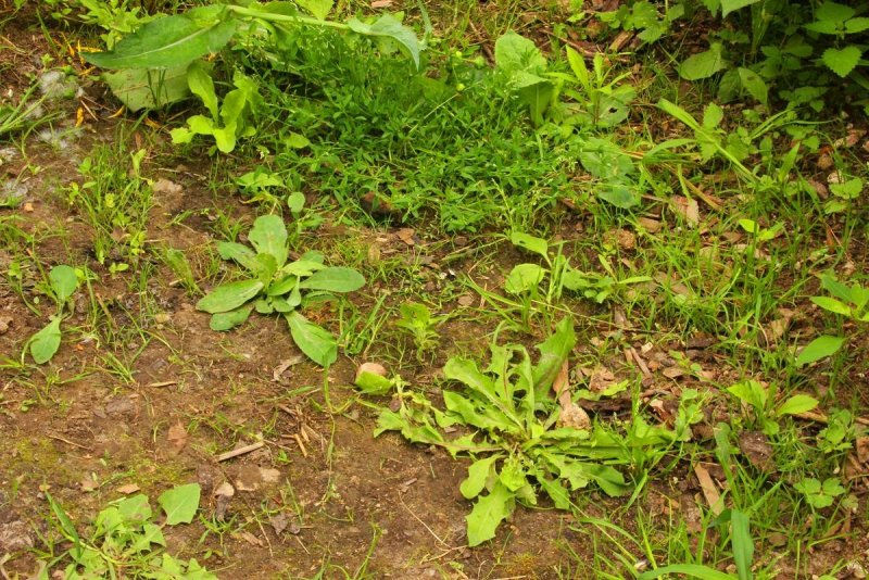Марь белая (Chenopodium album l.)